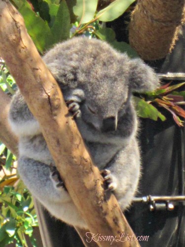 san diego zoo koala